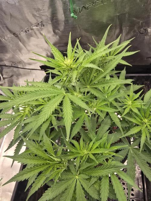 Apple Strudel Auto. Week 4