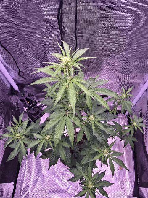 Midas Melt. Week 4