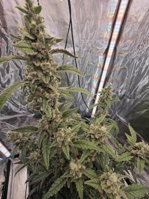 Mendo Cherry Cookies. Week 10