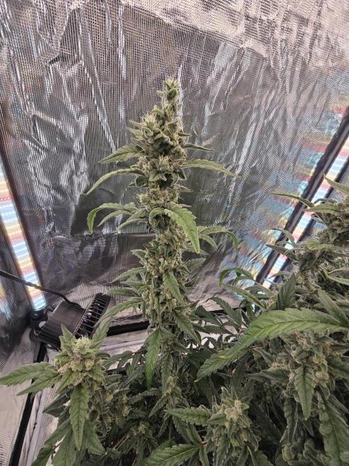 Mendo Cherry Cookies. Week 10