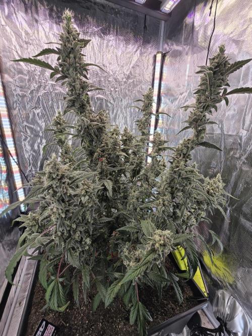 Mendo Cherry Cookies. Week 10
