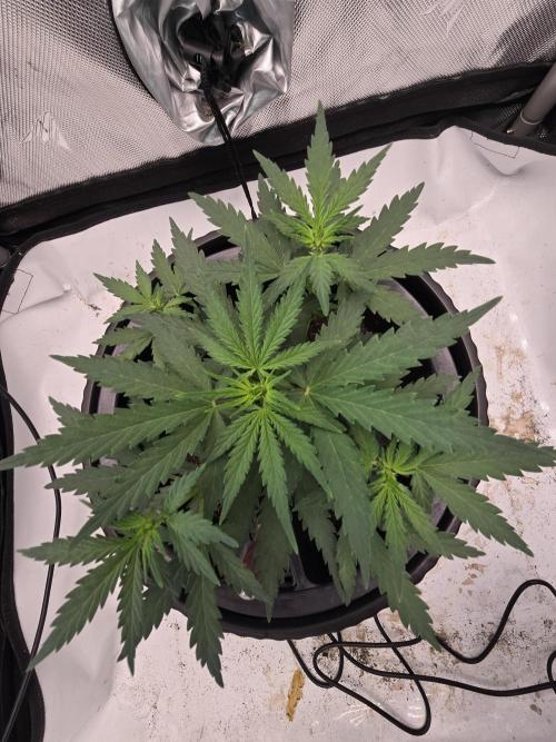 Guava Sundae Auto (The Runt). Week 4