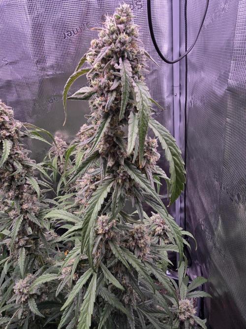 Mendo Frost. Week 9