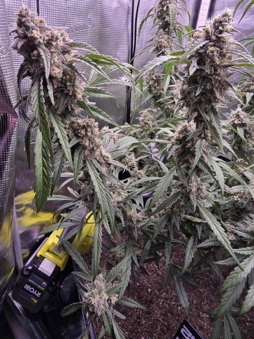 Mendo Frost. Week 9
