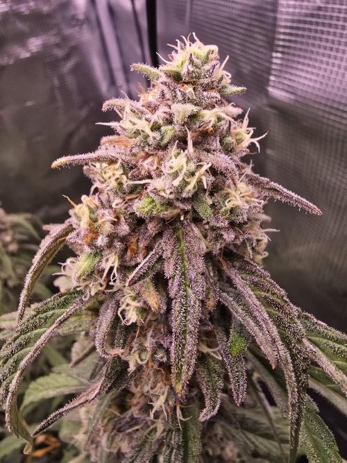 Mendo Frost. Week 9
