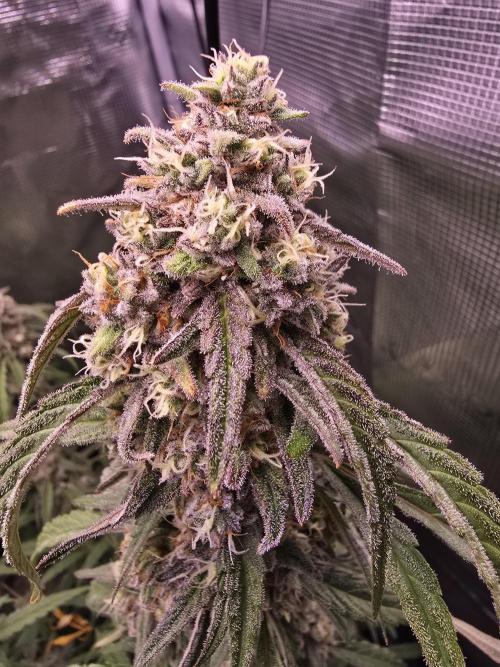Mendo Frost. Week 9