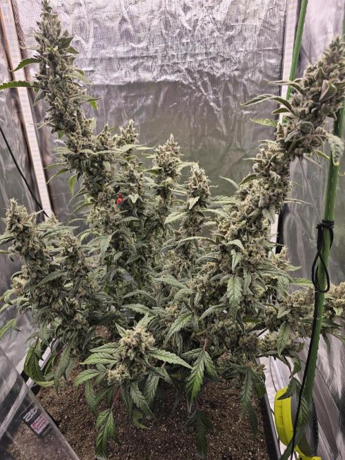 Mendo Cherry Cookies. Week 11