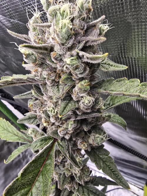 Mendo Cherry Cookies. Week 11