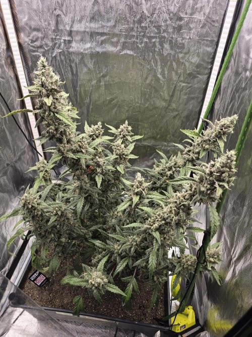Mendo Cherry Cookies. Week 11