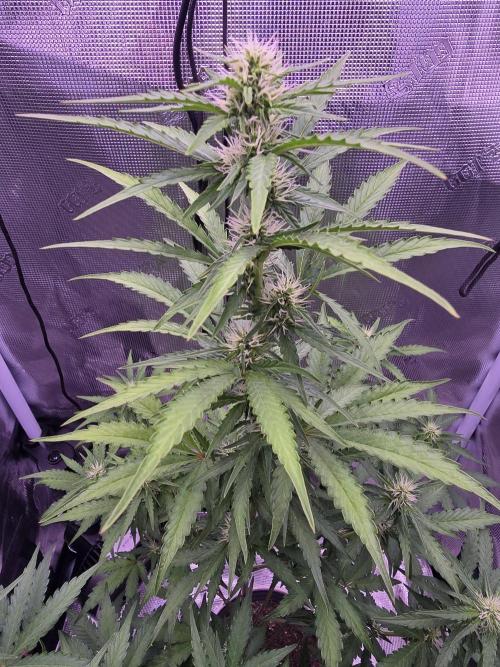 Midas Melt. Week 5