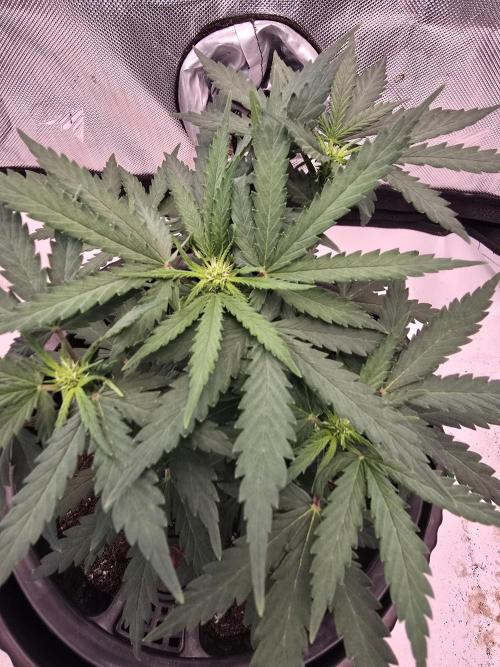 Guava Sundae Auto (The Runt). Week 5