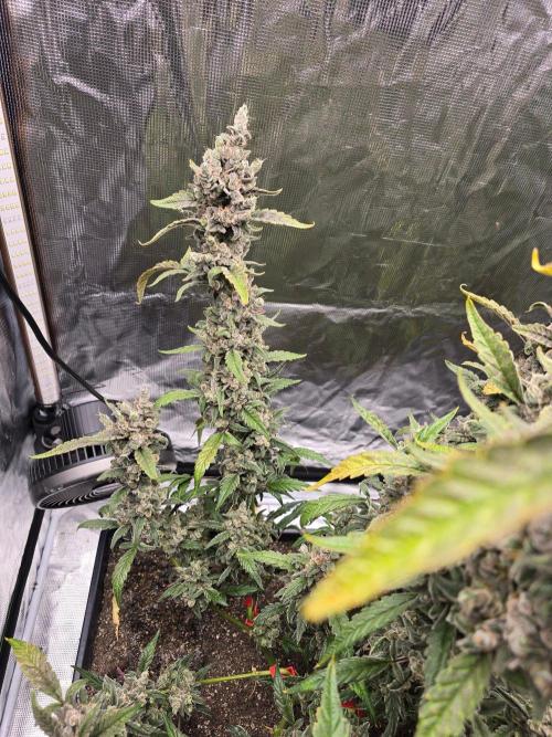 Mendo Cherry Cookies. Week 12