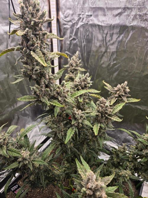 Mendo Cherry Cookies. Week 12