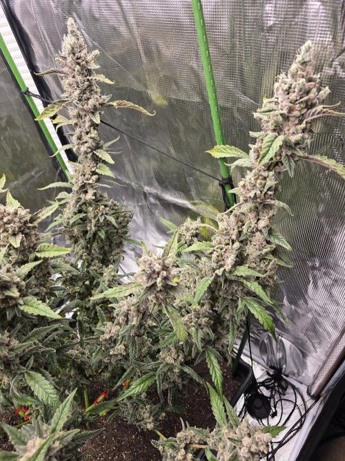Mendo Cherry Cookies. Week 12