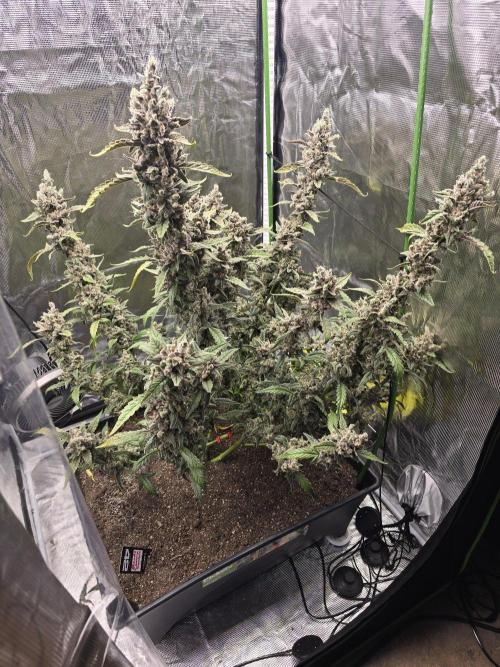 Advance Grow Tent System 2x4, Integrated Smart Controls. Week 12