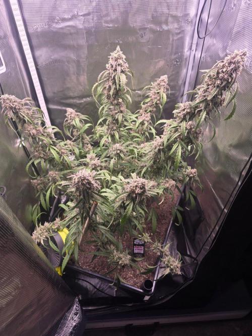 Mendo Frost. Week 10