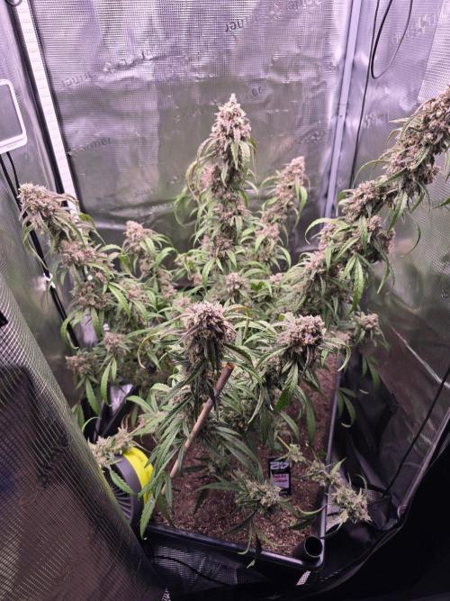 Mendo Frost. Week 10
