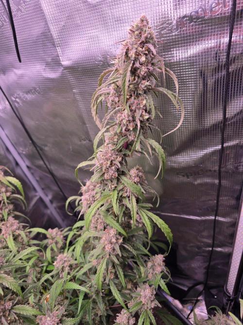 Mendo Frost. Week 10