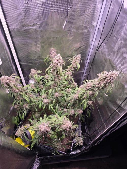 Mendo Frost. Week 10