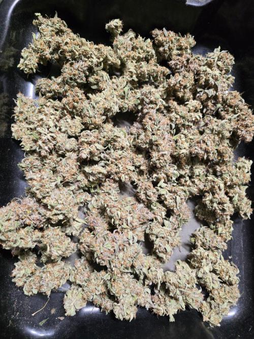 Mendo Frost. Week 11