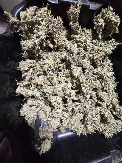 Mendo Cherry Cookies. Week 13
