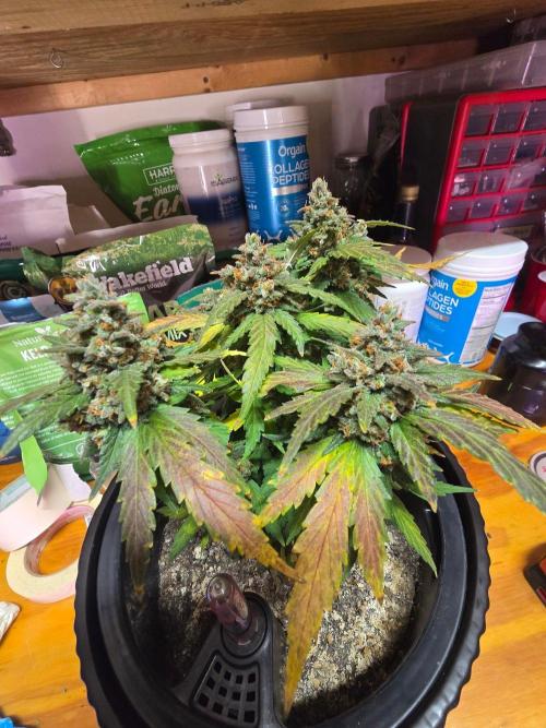 Guava Sundae Auto (The Runt). Week 13
