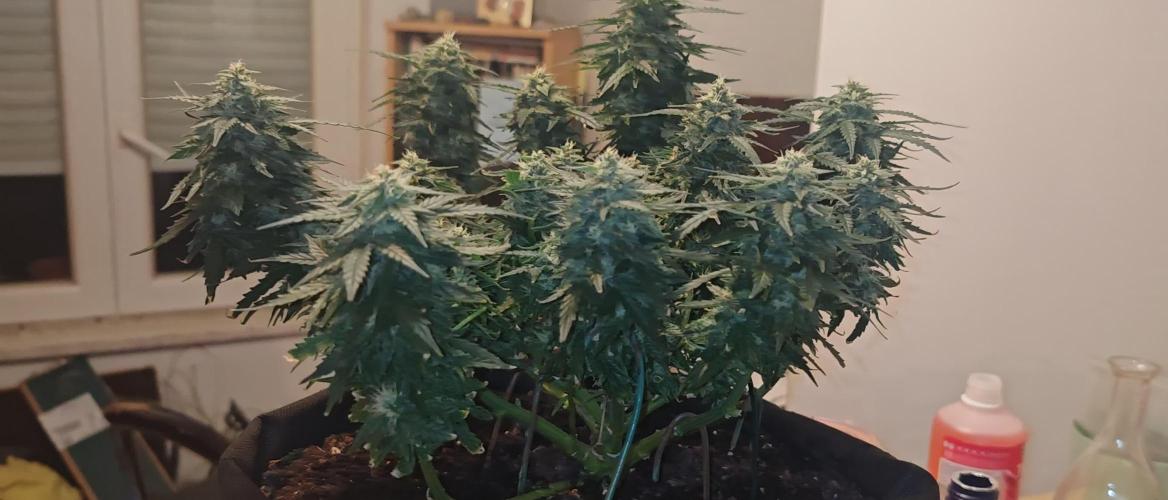 1st time Auto Green Gelato and Bubble Kush