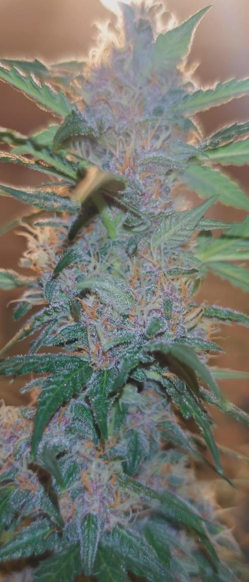 1st time Auto Green Gelato and Bubble Kush