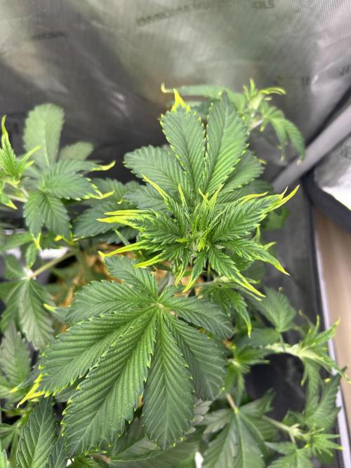 JuggerNug