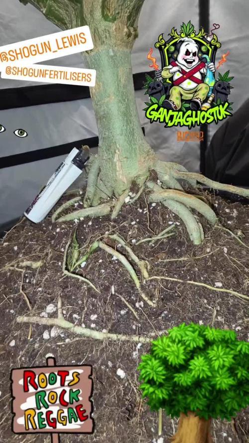 ChemDawg Tree