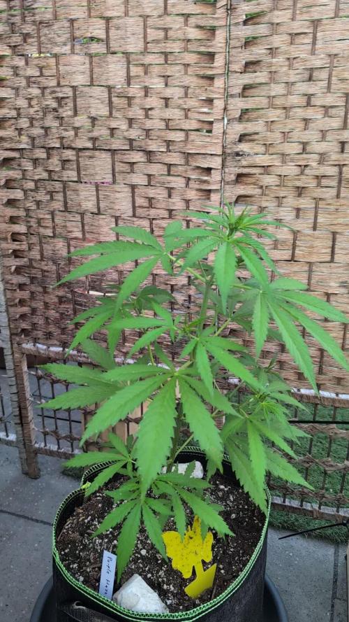 Fast buds Outdoor 2025 Purple Haze