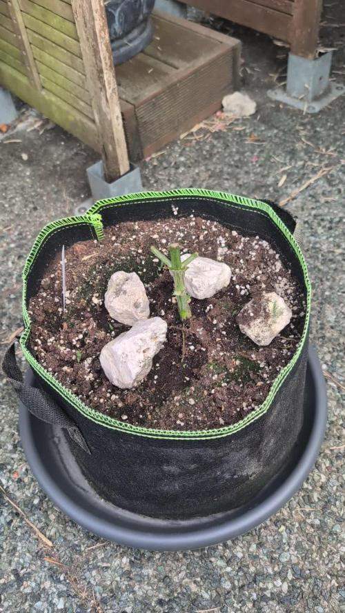 Fast buds Outdoor 2025 Purple Haze