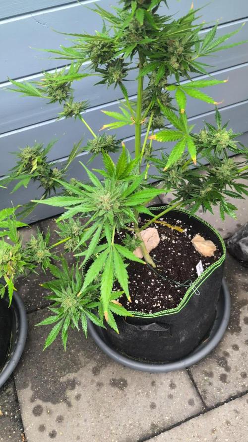 Fast buds Outdoor 2025 Purple Haze