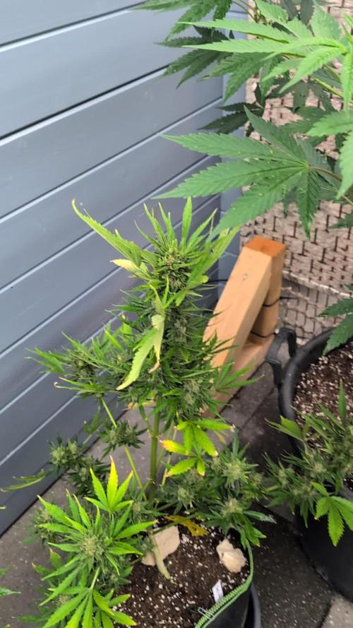 Fast buds Outdoor 2025 Purple Haze