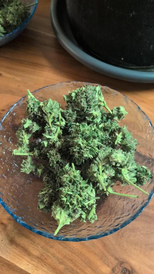 Fast buds Outdoor 2025 Purple Haze