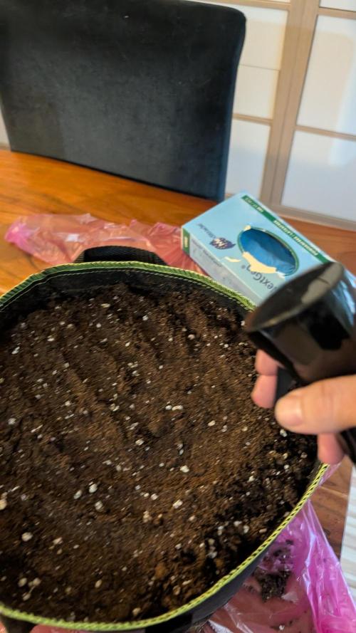 Ganja Farmer OG KuSH Fast VGrow. Week 0