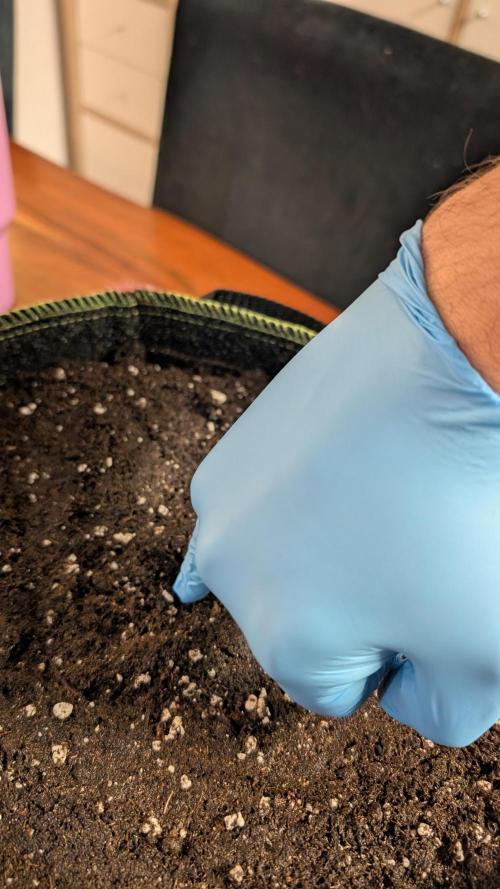 Ganja Farmer OG KuSH Fast VGrow. Week 0