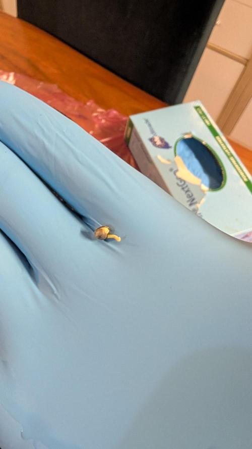 Ganja Farmer OG KuSH Fast VGrow. Week 0