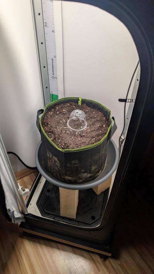 Ganja Farmer OG KuSH Fast VGrow. Week 0