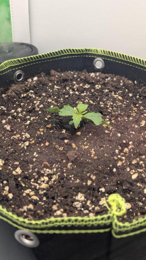 Ganja Farmer OG KuSH Fast VGrow. Week 1