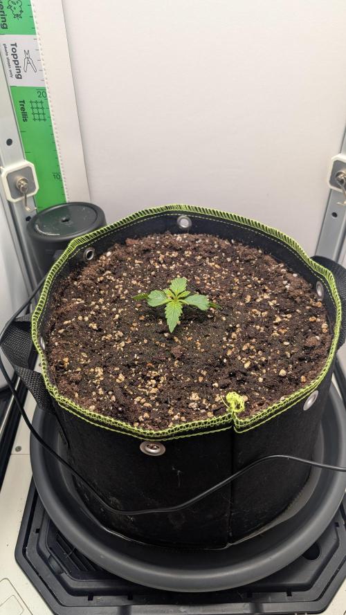 Ganja Farmer OG KuSH Fast VGrow. Week 1