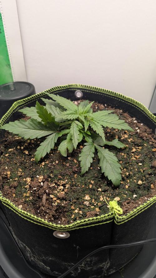 Ganja Farmer OG KuSH Fast VGrow. Week 2