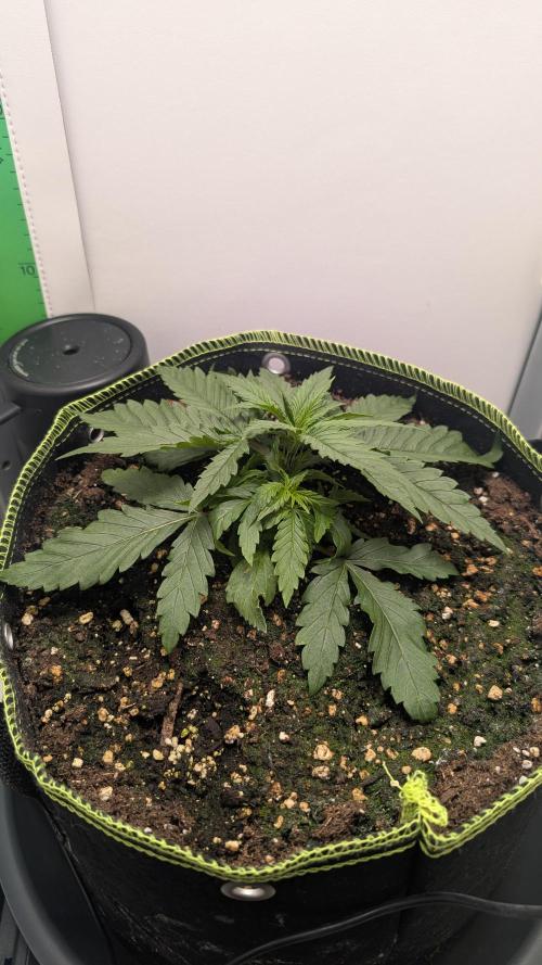 Ganja Farmer OG KuSH Fast VGrow. Week 2