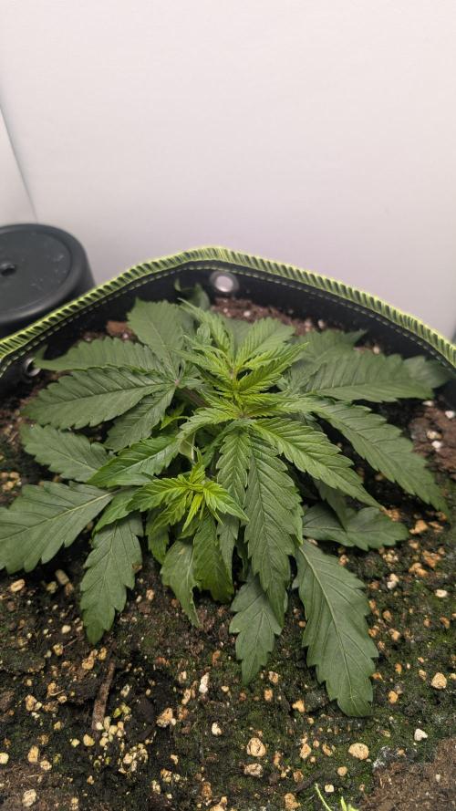 Ganja Farmer OG KuSH Fast VGrow. Week 2
