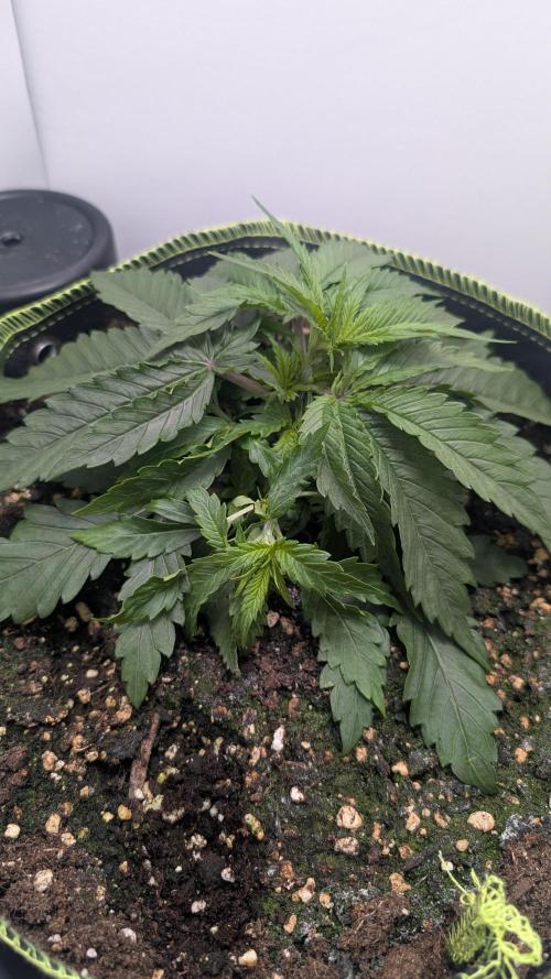 Ganja Farmer OG KuSH Fast VGrow. Week 2