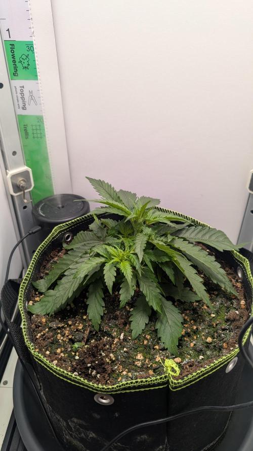 Ganja Farmer OG KuSH Fast VGrow. Week 2