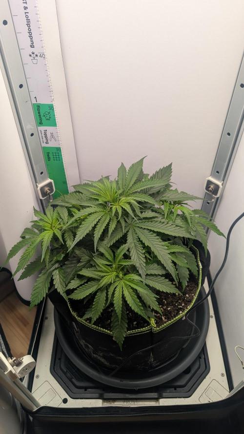 Ganja Farmer OG KuSH Fast VGrow. Week 3