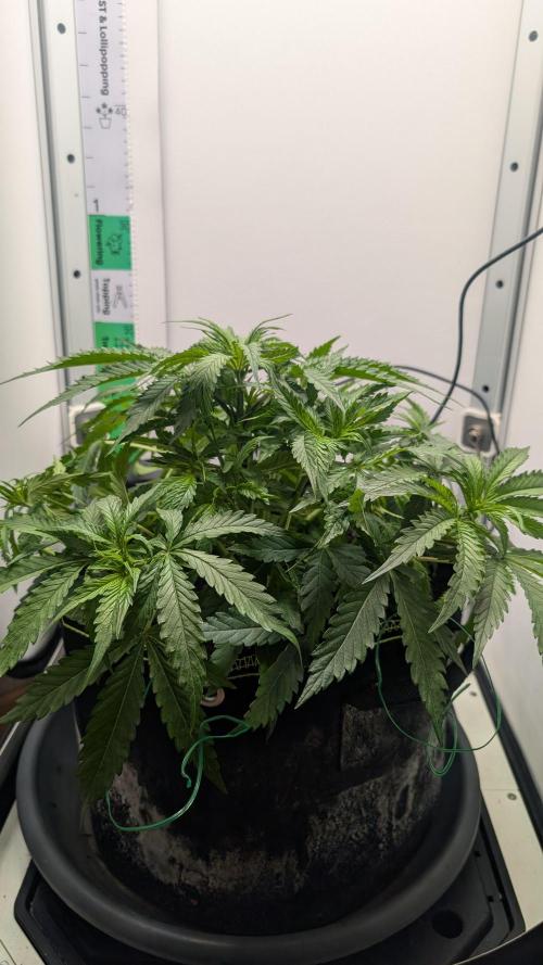 Ganja Farmer OG KuSH Fast VGrow. Week 3
