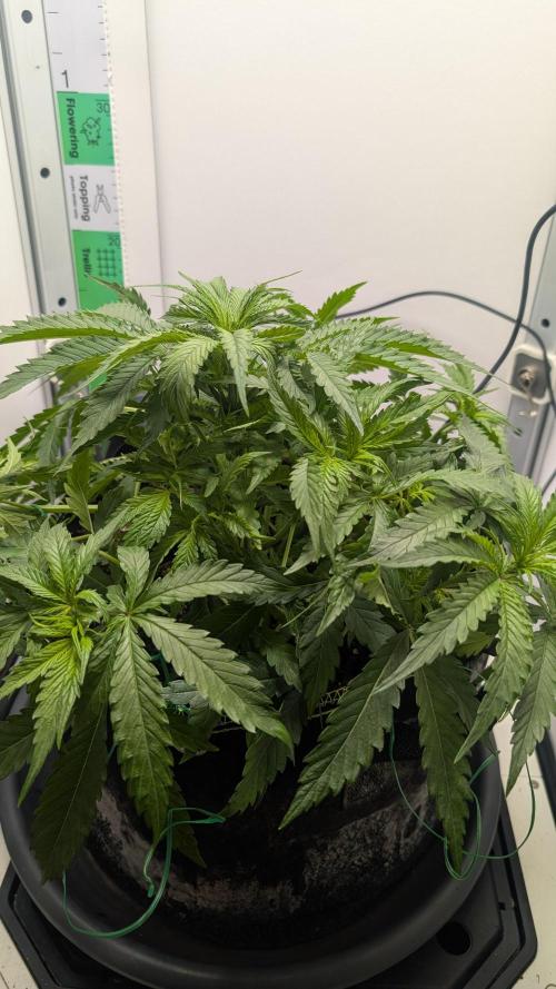 Ganja Farmer OG KuSH Fast VGrow. Week 3