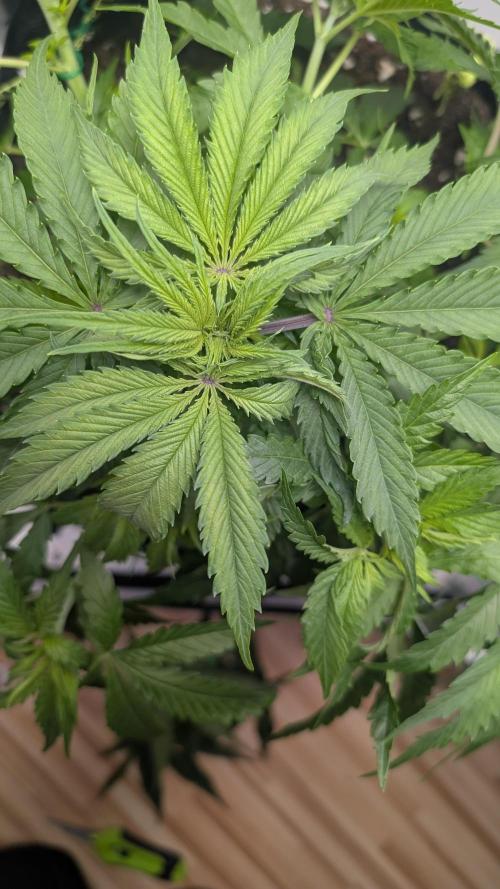Ganja Farmer OG KuSH Fast VGrow. Week 3